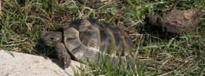 Herr Montag, die Maurische Landschildkröte