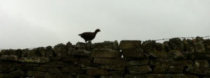 the famous grouse